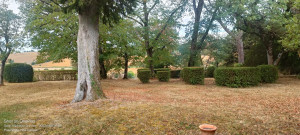 Photo de galerie - Taille haies et arbustes