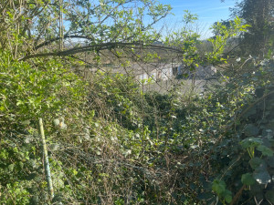 Photo de galerie - Elagage et coupe d'arbres