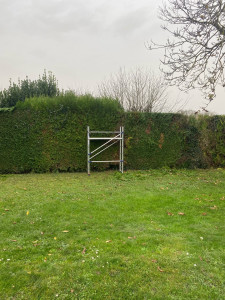 Photo de galerie - Remise en forme d’une haie