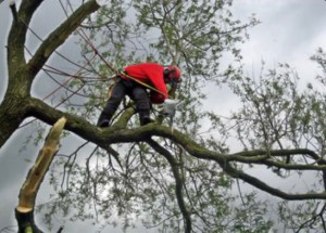 Photo de galerie - Elagage et coupe d'arbres