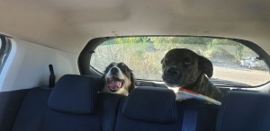 Photo de galerie - Chiens en route pour la promenade !