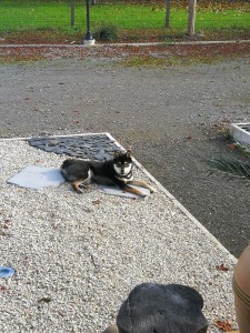 Photo de galerie - D, chien ayant fait un un petit séjour chez nous pendant l'absence de son maitre