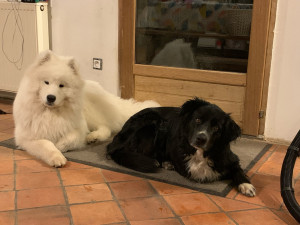 Photo de galerie - Garde animaux