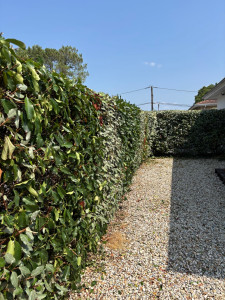Photo de galerie - Haie de 60 m tailler en 1 journée. le client est très content. 
