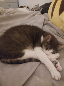 Photo de galerie - Mon chat 