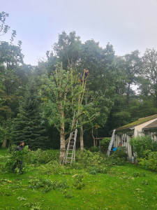 Photo de galerie - Elagage et coupe d'arbres