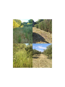 Photo de galerie - Tonte de pelouse - Débroussaillage