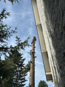 Photo de galerie - Un arbre plus de 25 mètres à côté d’une maison  
