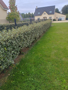 Photo de galerie - Taille de haies et d'arbustes