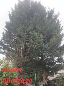 Photo de galerie - Avant abattage 