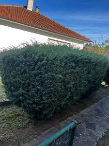 Photo de galerie - Taille de haies et d'arbustes