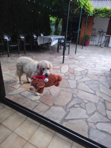 Photo de galerie - Garde animaux