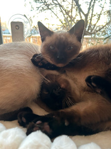 Photo de galerie - Garde animaux