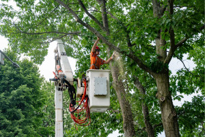 Photo de galerie - Elagage et coupe d'arbres