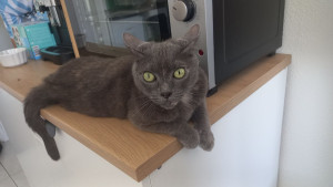 Photo de galerie - Chat gardé pendant une semaine en même temps qu'un deuxième 