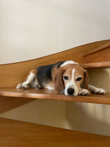 Photo de galerie - Hypso un beagle que je garde depuis plusieurs années également 