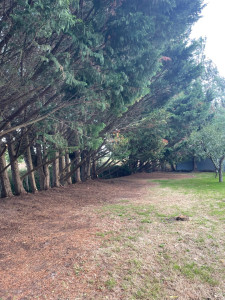 Photo de galerie - Elagage et coupe d'arbres