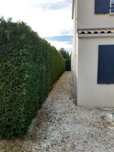 Photo de galerie - Taille d'une haie