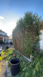 Photo de galerie - Taille de haies et d'arbustes