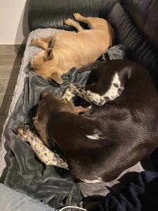 Photo de galerie - VOX petit boubou en garde chez moi 