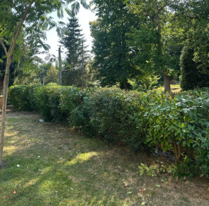 Photo de galerie - Après la taille