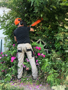 Photo de galerie - élagage de haie