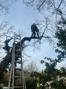 Photo de galerie - Taille d’un arbre a risque 