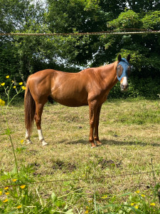 Photo de galerie - Ayant mon propre cheval, je peux éventuellement proposer mes services pour garder votre cheval , à voir ensemble car je ne l’ai encore jamais fais :)