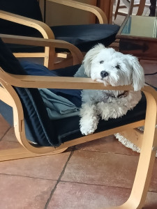 Photo de galerie - Youpie la Chipie