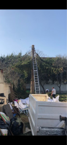 Photo de galerie - Elagage et coupe d'arbres