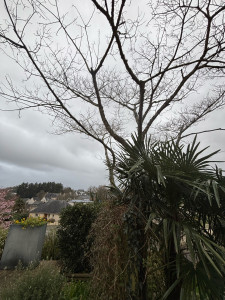 Photo de galerie - Taille de haies et d'arbustes