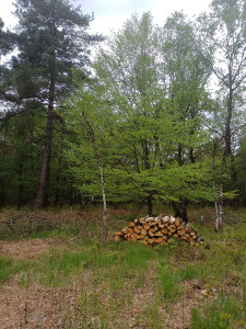 Photo de galerie - Coupe d'arbres et rangement du bois