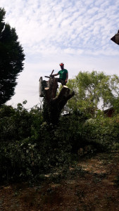 Photo de galerie - Spécialisteabattage descente d'arbres dangereux ou menaçant pour les habitations.
 Création de rideaux également en limitrophe de propriété.
