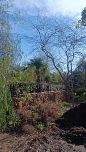 Photo de galerie - Taille haie