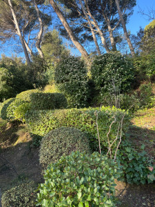 Photo de galerie - Taille et restructuration de végétaux après 