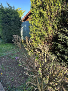 Photo de galerie - Taille d'althéas