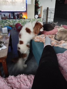 Photo de galerie - Garde chien