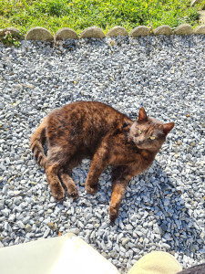 Photo de galerie - Mami Fleur