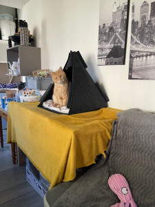 Photo de galerie - Petit pensionnaire 