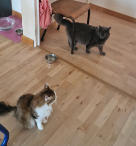 Photo de galerie - Je vous présente les Loulous que j'ai gardé pendant 10 jours. De véritables amours ♥️