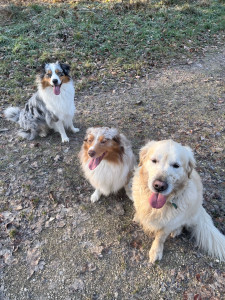 Photo de galerie - Garde animaux