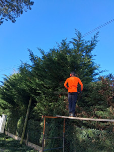 Photo de galerie - Réduction d'une haie de thuya