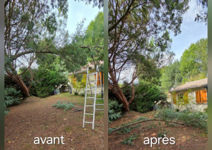 Photo de galerie - Abattage d'une branche 