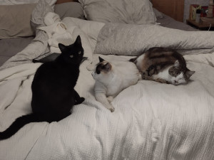 Photo de galerie - Je garde vos chats, chatons, adults, seniors, avec ou sans soins particuliers directement chez vous ou chez moi.
