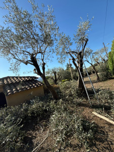 Photo de galerie - Taille des oliviers