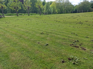 Photo de galerie - Tonte et désherbage