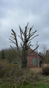 Photo de galerie - Elagage 