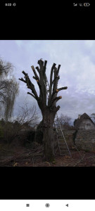 Photo de galerie - élagage 