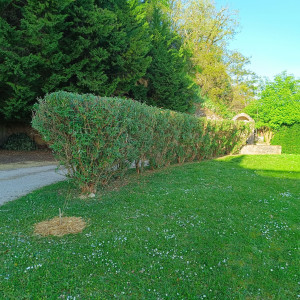 Photo de galerie - Tonte et taille 