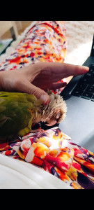 Photo de galerie - Petite pause travail s'impose quand l'oiseau que je garde souhaite un câlin 